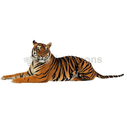 Tiger T-shirts Iron On Transfers N5621 - Click Image to Close